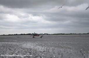 Moules de bouchots AOP de la Baie du Mont Saint Michel