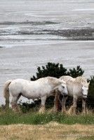 Balade en Normandie - ©www.cuisinedetouslesjours.com