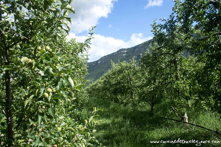 Verger de Lucie ILLY - productrice de pommes à Laragne-Monteglin – ©www.cuisinedetouslesjours.com