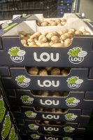 Cueilleuse d'un jour chez champignons LOU -©www.cuisinedetouslesjours.com