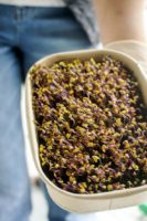 Micropousse.bzh - ©www.cuisinedetouslesjours.com